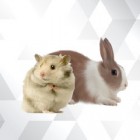Hamster & Tavşan